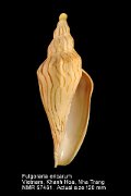 Fulgoraria ericarum